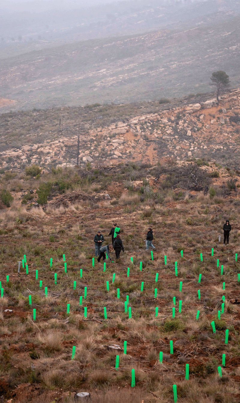 IED Barcelona staff planting trees in the Serra de Queralt